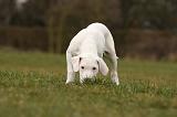 DOGUE ARGENTIN 122